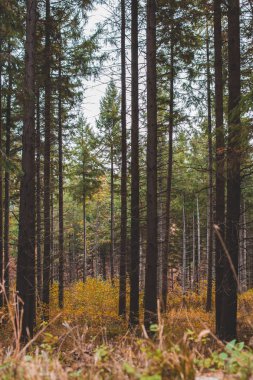 Sonbahar renklerinde ormanın dışında çekilmiş bir fotoğraf. Doğu Avrupa, Sırbistan