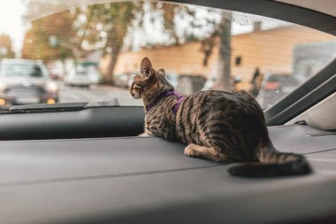 Dikenli genç erkek kedi arabaya binip pencereden içeri bakıyor..