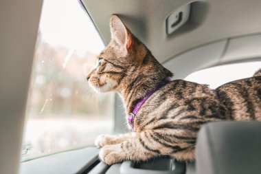 Dikenli genç erkek kedi arabaya binip pencereden içeri bakıyor..