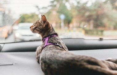 Dikenli genç erkek kedi arabaya binip pencereden içeri bakıyor..