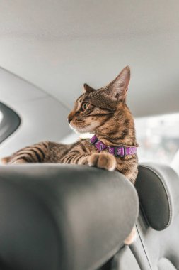 Dikenli genç erkek kedi arabaya binip pencereden içeri bakıyor..