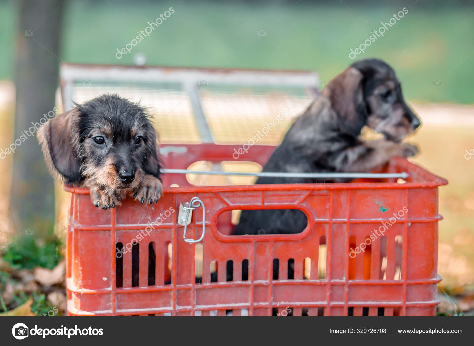 hunting dogs for adoption