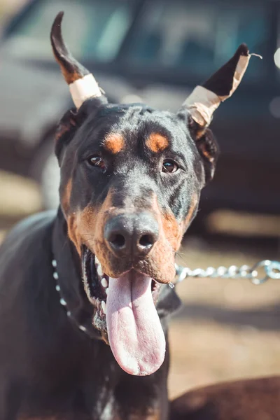 Close-up photo of young dobermann with his ears cut off. Dog show, exhibition — Stock Photo, Image