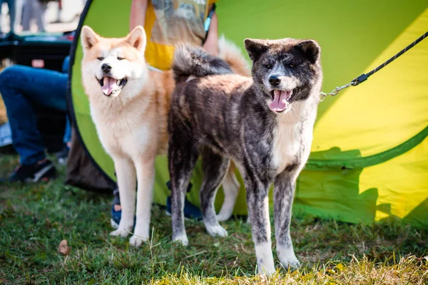 Perros Akita machos y hembras listos para la exposición. Exposición canina — Foto de Stock