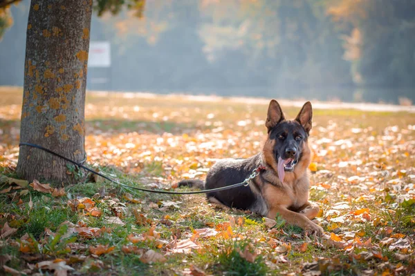 Schöner deutscher Schäferhund an der Leine im Park. Herbstfarben. — Stockfoto