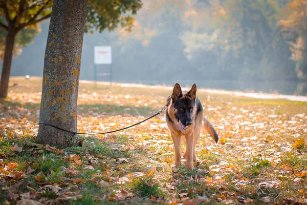 Schöner deutscher Schäferhund an der Leine im Park. Herbstfarben. — Stockfoto