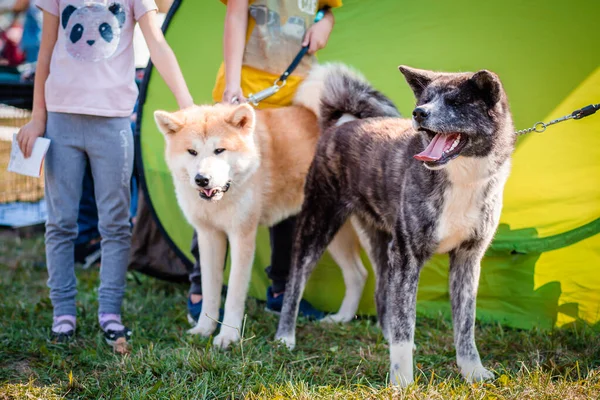 Perros Akita machos y hembras listos para la exposición. Exposición canina — Foto de Stock