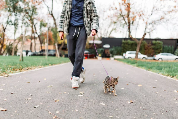 Sahibi Parkta Yürüyüş Için Çizgili Şirin Bir Kediyle Konuşuyor Evcil — Stok fotoğraf