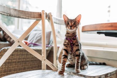 Lokantada tasması olan sevimli, evcil bir kedi, hayvan dostu bir kafe.
