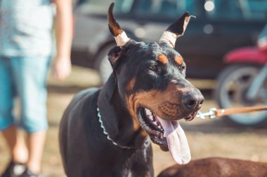 Genç Dobermann 'ın kulakları kesilmiş fotoğrafı. Köpek şovu, sergi