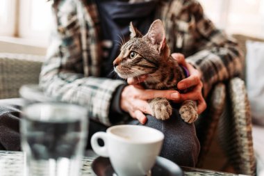 Şirin, çizgili kedi, evcil hayvan dostu kafede oturuyor, sahiplerinin kucağında oturup kahve kokluyor.