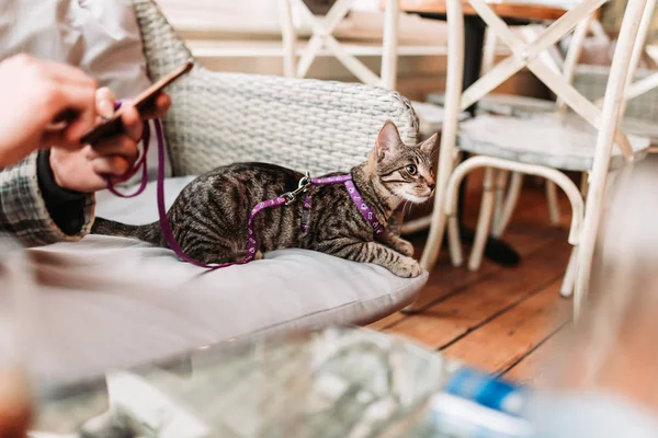 Domestic cat with leash in a restaurant, pet-friendly cafe, lying on the chair