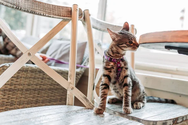 Cute domestic cat with leash on the chair in a restaurant, pet-friendly cafe