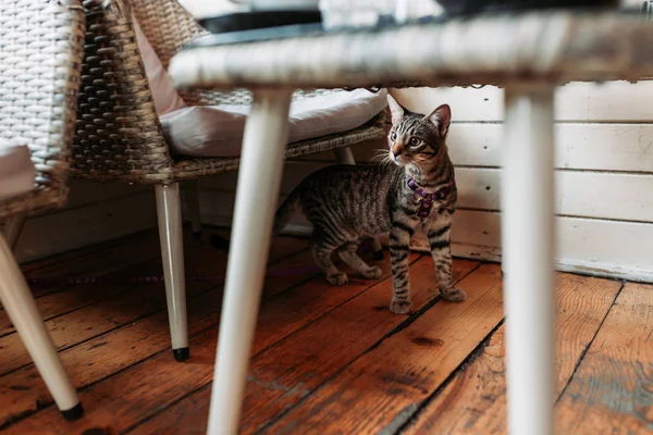 Niedliche Hauskatze mit Leine auf dem Stuhl im Restaurant, haustierfreundliches Café — Stockfoto