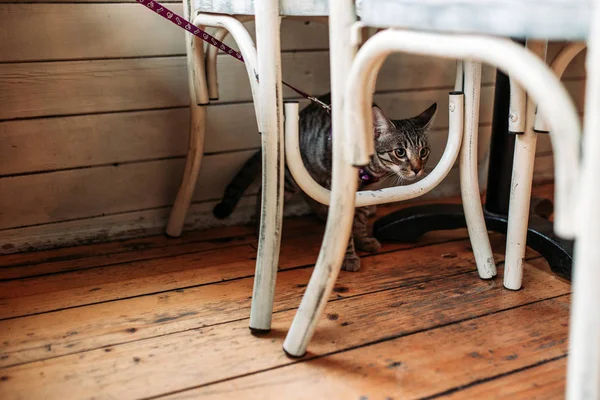 Niedliche Hauskatze mit Leine unter dem Stuhl im Restaurant, haustierfreundliches Café — Stockfoto