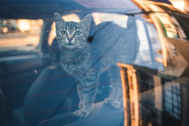 Arabada yalnız başına soyulmuş şirin bir kedi yavrusu. Evcil hayvanlar