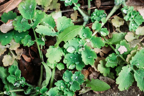 Groene Bladeren Met Dauwdruppels Schoon Milieuconcept — Stockfoto