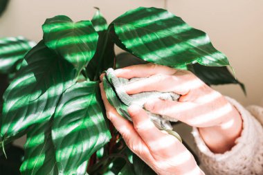 Dişi eller yeşil bitki yapraklarındaki tozu temizliyor. Evde bahçe işleri.