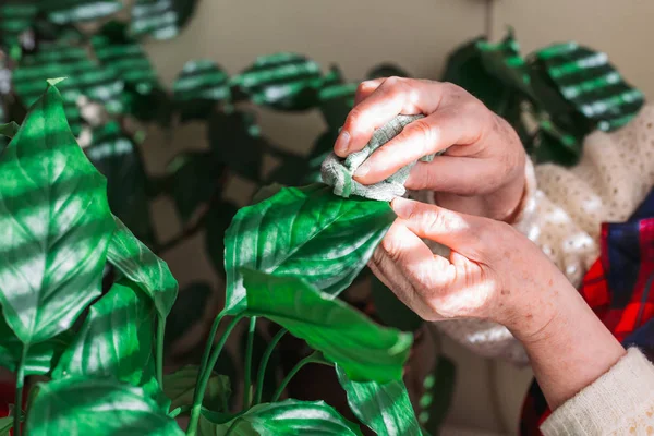 Vrouwelijke handen verwijderen stof van groene kamerplant bladeren. Tuinieren — Stockfoto