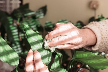 Dişi eller yeşil bitki yapraklarındaki tozu temizliyor. Evde bahçe işleri.