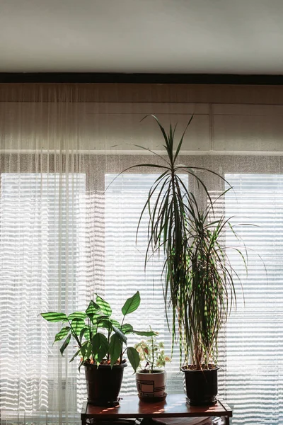 Plantes d'intérieur dans le salon. Fenêtre rayée. Jardinage à domicile — Photo