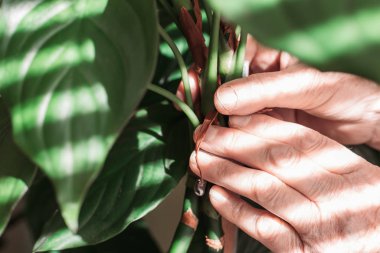 Kadın elleri çiçekleri kazığa bağlıyor. Ev bahçesi.