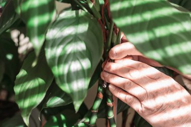 Kadın elleri çiçekleri kazığa bağlıyor. Ev bahçesi.