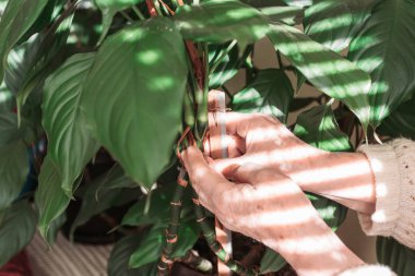 Kadın elleri çiçekleri kazığa bağlıyor. Ev bahçesi.