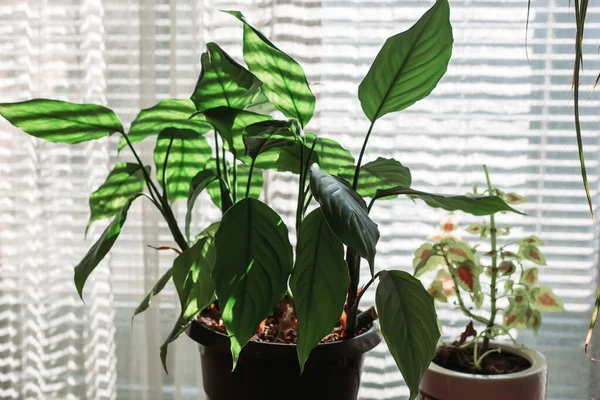 Woonplanten in de woonkamer. Gestreept raamlicht. Tuinieren — Stockfoto