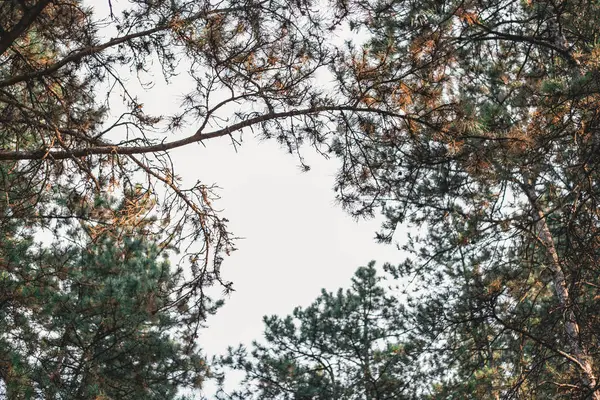 Vista morbida di rami di pino facendo una cornice con cielo blu al centro . — Foto Stock