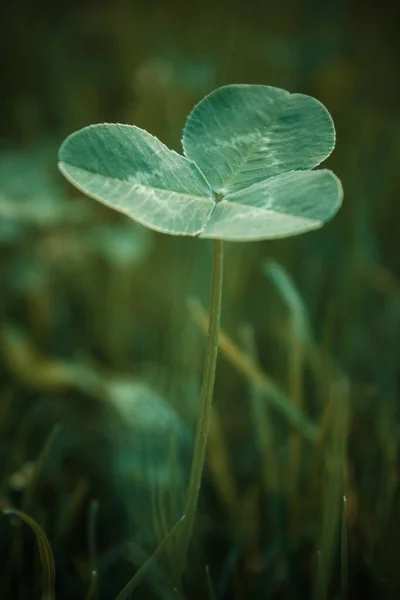 Plantes Trèfle Vert Dans Herbe Contexte Texture Jour Patricks — Photo