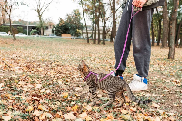 Sahibi Şirin Çizgili Bir Kediyi Parkta Yürüyüşe Çıkarıyor Evcil Hayvanlar — Stok fotoğraf