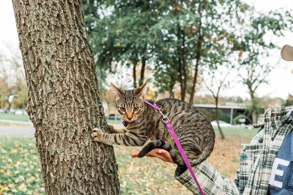 Sahibi Parkta Bir Ağaca Tutunurken Elinde Çizgili Tekir Kedi Tutuyor — Stok fotoğraf