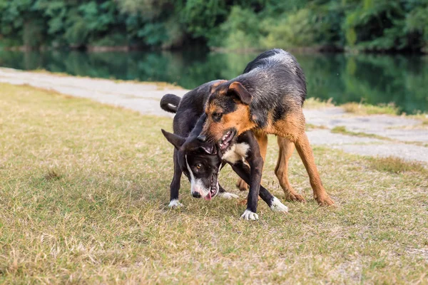 Parkta Sokak Köpekleri Kavga Ediyor Hayvan Zulmü — Stok fotoğraf