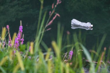 Kirli su akıntısı, nehir, yüzen plastik şişe. Küresel ısınma, iklim değişikliği kavramı