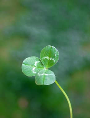 Çimlerde yeşil yonca bitkileri. Arka plan, doku. Aziz Patrick Günü