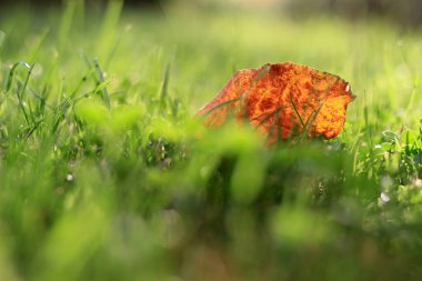Yeşil çimlerin üzerinde tek turuncu, sarı yaprak