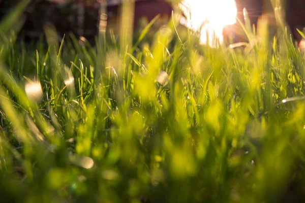 Närbild Foto Grönt Gräs Med Solljus Ekologi Rent Koncept — Stockfoto