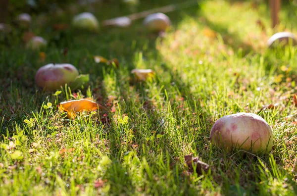 Färska Ekologiska Äpplen Gräset Fallna Från Trädet Ekologiska Livsmedel — Stockfoto