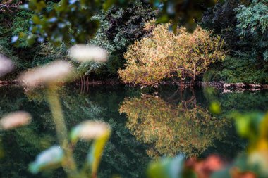 Temiz nehir suyuna yansıyan sarı ağaçlı güzel doğa manzarası.