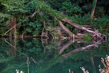 Temiz nehir suyuna yansıyan ağaçların olduğu güzel doğa manzarası.