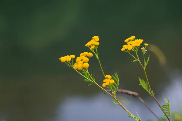 Gros Plan Des Fleurs Jaunes Tanaisie Fleurs Sauvages Plantes — Photo