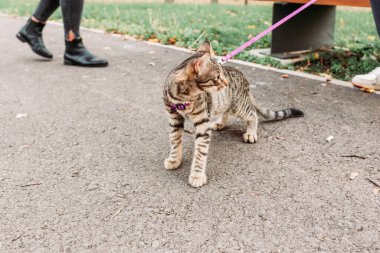 Sahibi şirin, çizgili bir kediyi parkta yürüyüşe çıkarıyor. Evcil hayvanlar konsepti