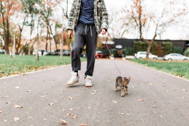 Sahibi şirin, çizgili bir kediyi parkta yürüyüşe çıkarıyor. Evcil hayvanlar konsepti