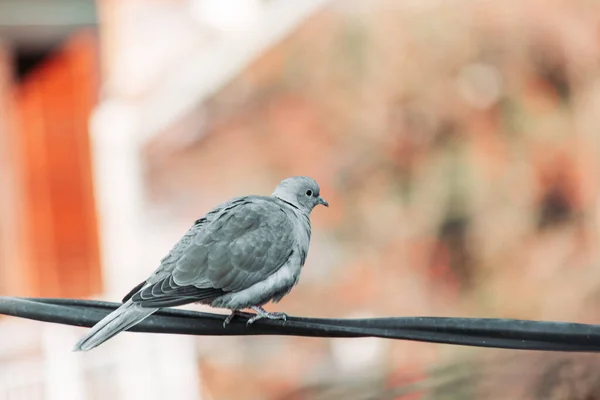 Eurasian collared dove standing on telephone wire in urban area