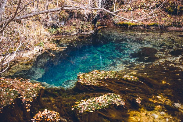Чистый Водоем Окруженный Желтыми Листьями Восточная Европа Тупавица Сербия — стоковое фото