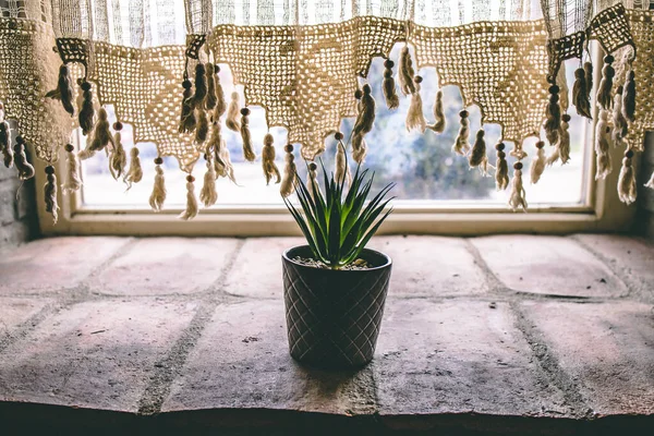 Pencere Kenarındaki Saksıda Bitkisi Var Retro Kavramı Arkaplan Düşük Işık — Stok fotoğraf