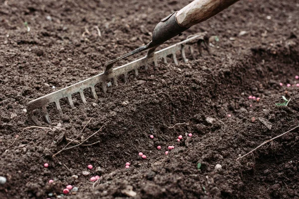 庭の熊手を使用して 植えられたエンドウ豆の種の上に土を引く 有機農業 — ストック写真