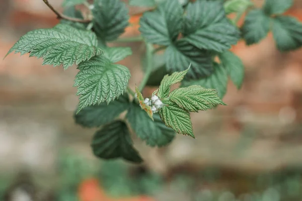 Frisse Groene Frambozenbloem Tuin Organische Groei — Stockfoto