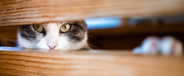Cute Calico Cat Peaking Box Banner Size Photo Space Text — Stock Photo, Image